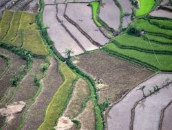 Mantan Kadis Pertanian Belu Segera Diperiksa Soal Cetak Sawah Fiktif