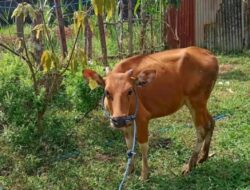 Pengadaan Sapi di Desa Babulu Selatan, Warga Mengaku Hanya Diberikan Uang Senilai 2 Juta Rupiah