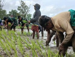 Satgas Yonif 741/GN Pos Delomil Turun ke Sawah Bantu Petani Tanam Padi