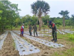 Ketahanan Pangan, Satgas Pamtas RI-RDTL Pos Asulait Yonif 741/GN Bantu Warga Tanam Tomat